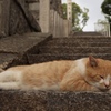 大江神社の猫