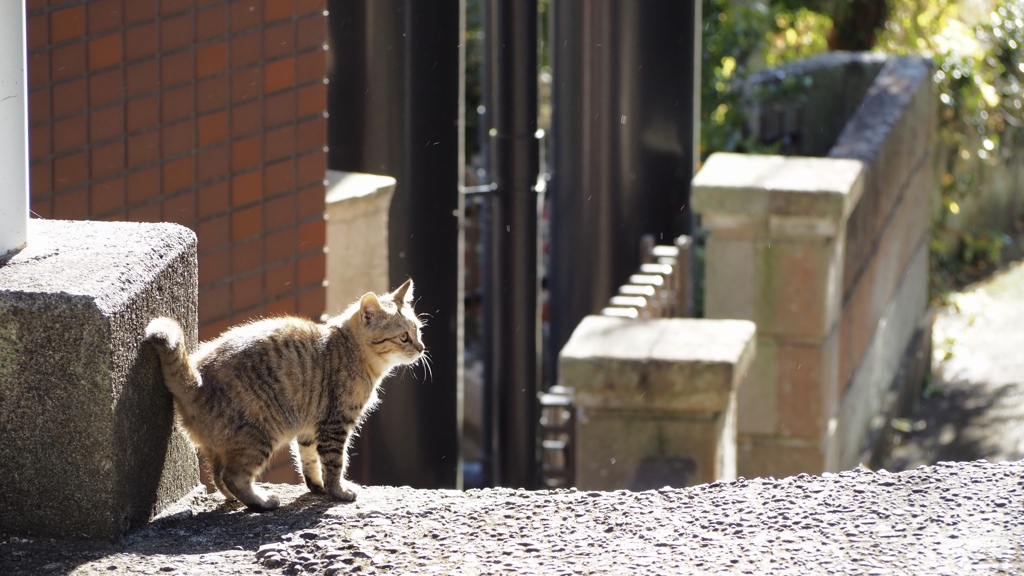 猫