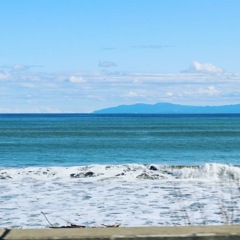 秋海