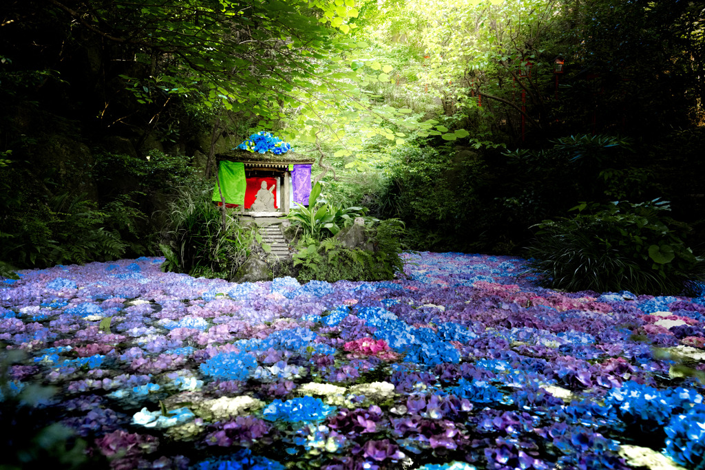 紫陽花