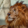 ライオン