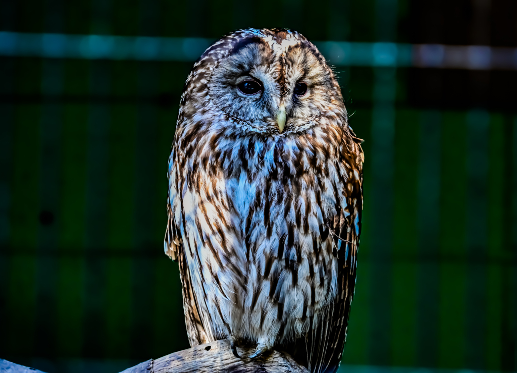 福岡市動植物園