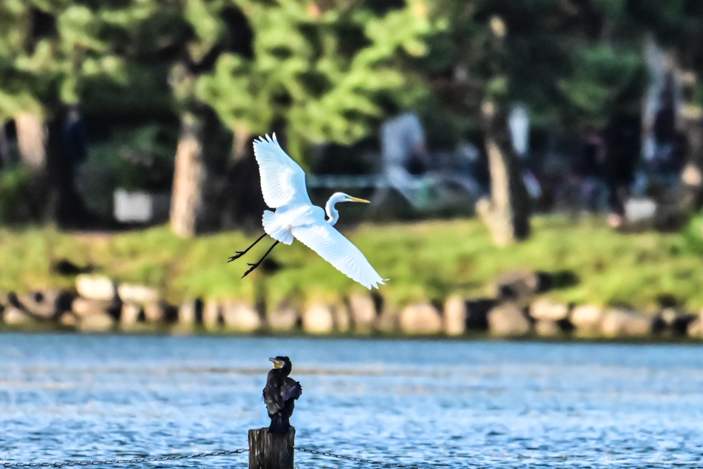 鳥撮り