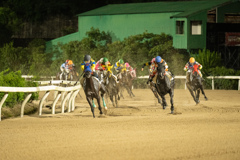 初めて生で競馬観ました