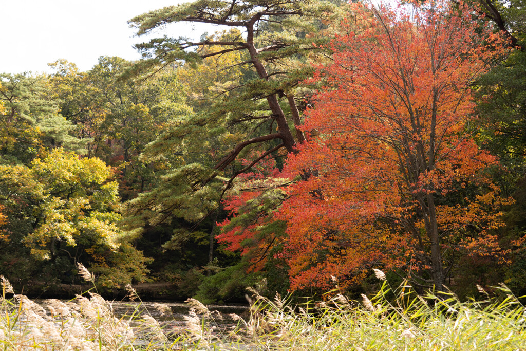 ひっそりと大胆に紅く