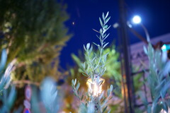夜の街灯に浮かぶ草