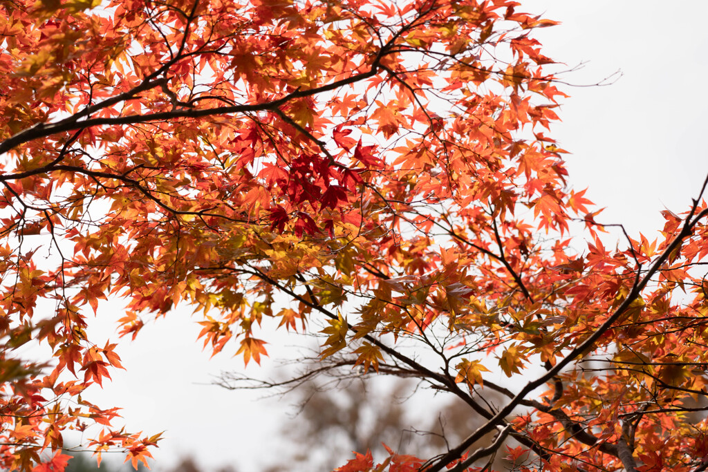 紅葉3