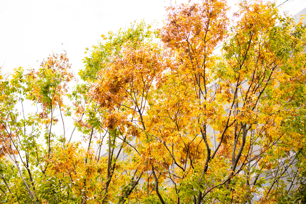 紅葉までもう少し