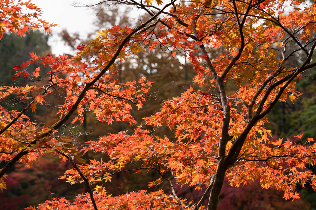 紅葉2