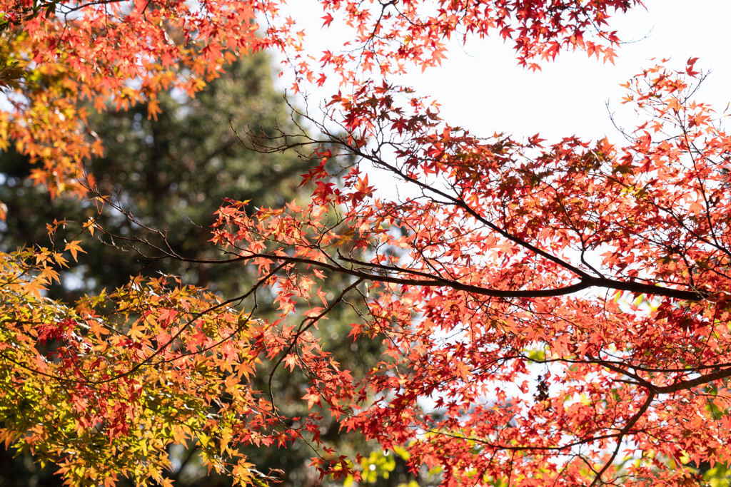 紅い葉