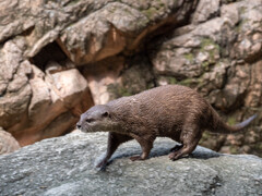 上野動物園にて007