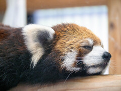 レッサーパンダ