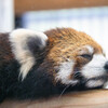 レッサーパンダ
