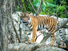 上野動物園にて001