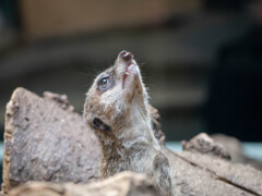 上野動物園にて003