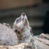 上野動物園にて003