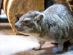 上野動物園にて002