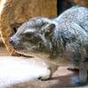 上野動物園にて002