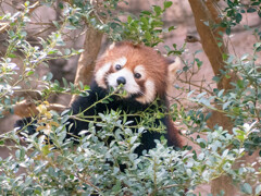 レッサーパンダ