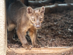 上野動物園にて008