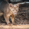 上野動物園にて008