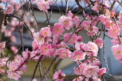 梅花