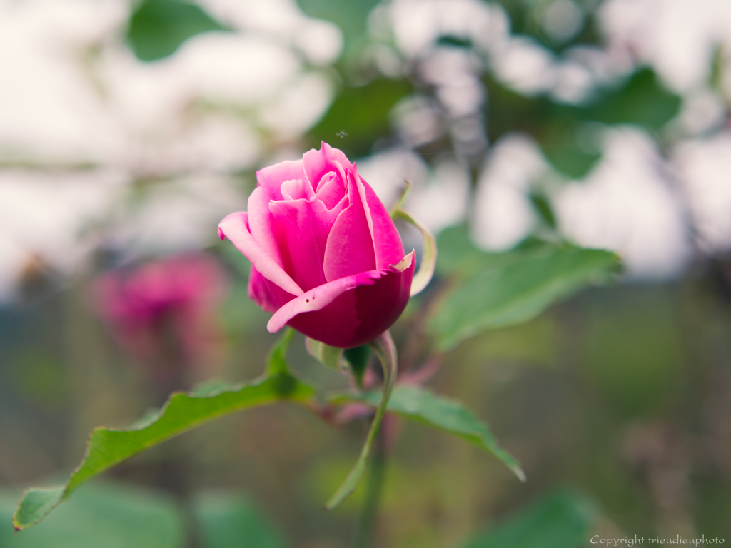 _MG_3435