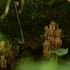 珊