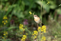 菜の花がらみ