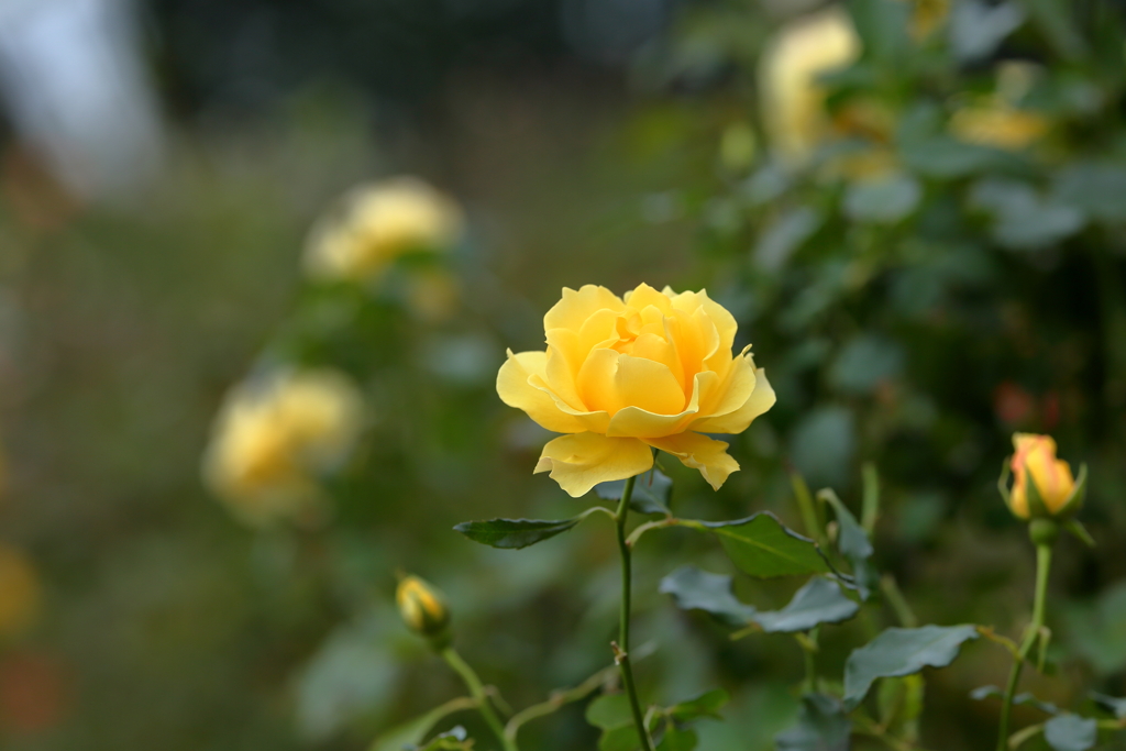 秋薔薇3