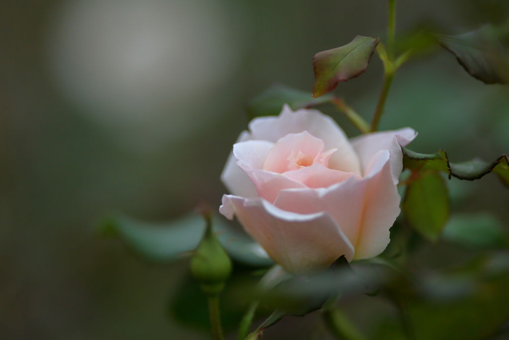 秋薔薇2