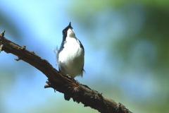 風になびいて