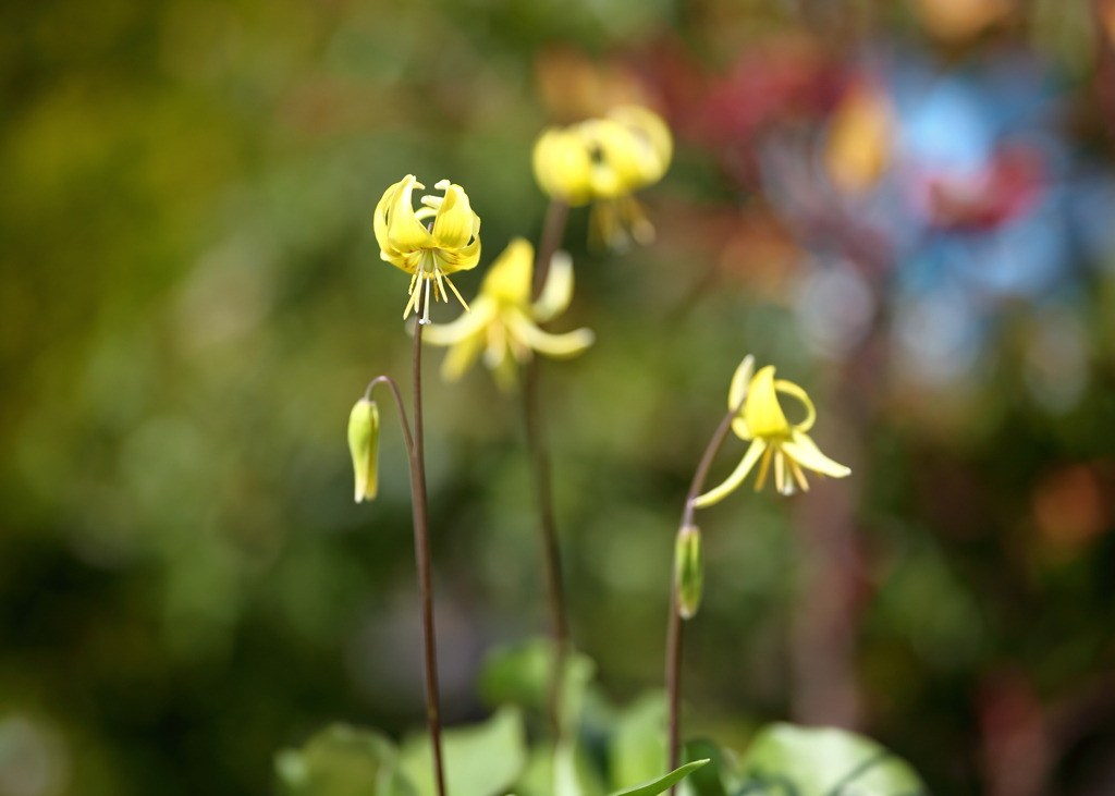 黄花カタクリ5