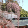 枝垂れ桜2