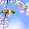 メジロも蜜を求め1