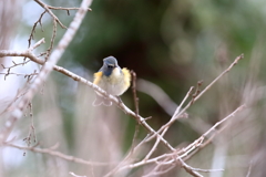 幸せの青い鳥2