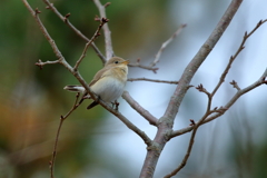 さえずり
