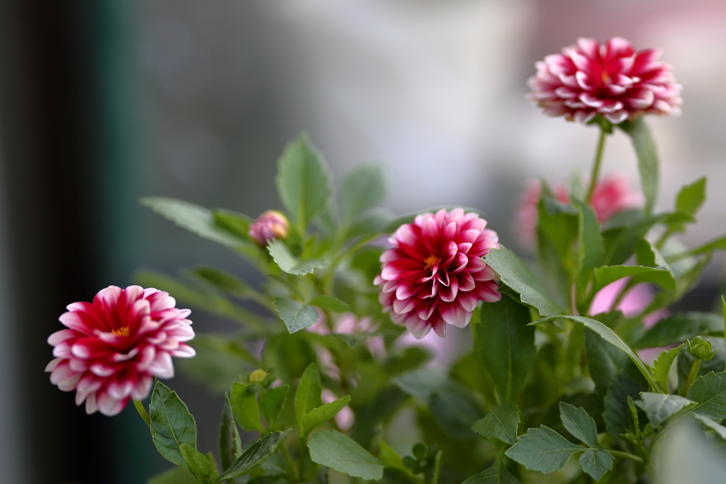 華麗に花ひらく
