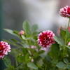 華麗に花ひらく