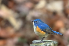 幸せを呼ぶ青い鳥