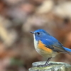 幸せを呼ぶ青い鳥