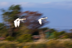 大沼の白鳥5