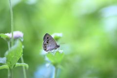 ヒメウラナミジャノメ