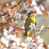 サクラの蜜を求め、数羽やって来ました