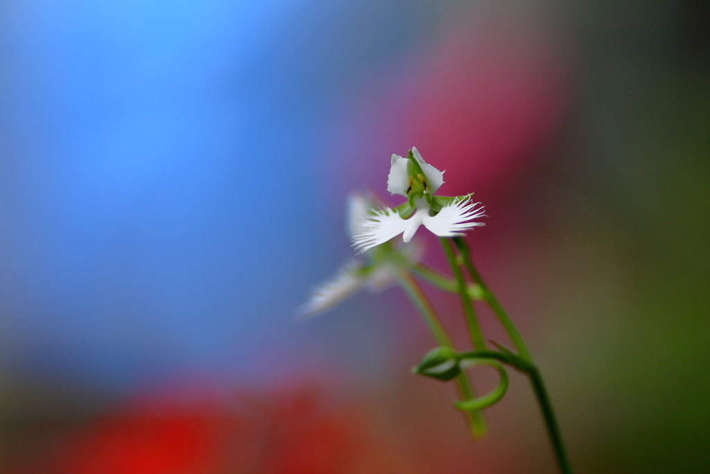 花に舞い上がる