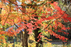 里山の彩り