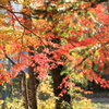 里山の彩り