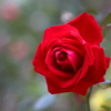 秋薔薇5