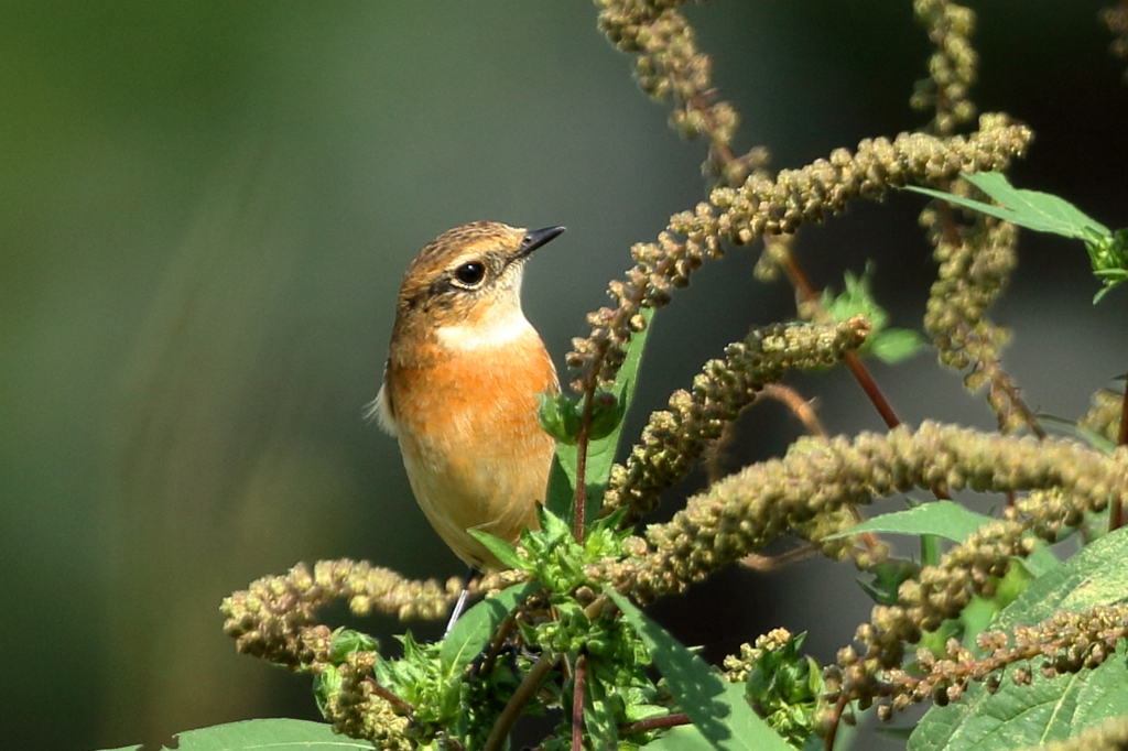 ノビタキ♀