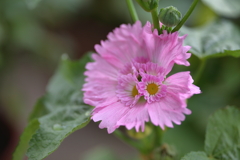 ふしぎな花1